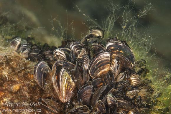 Slávička mnohotvárná (Dreissena polymorpha) – sladkovodní filtrátor.